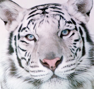 Baby+white+tiger+background