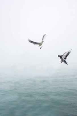 pigeon and seagull flying above body of water